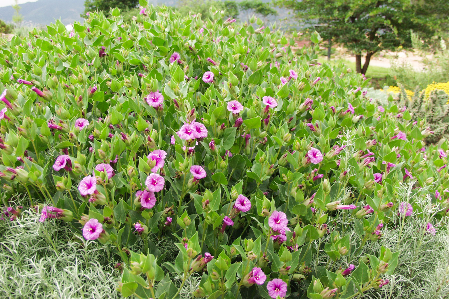 Colorado Four O'Clock